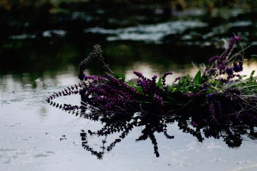 nature water flowers