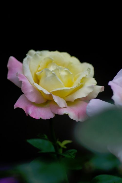 nature flowers petals