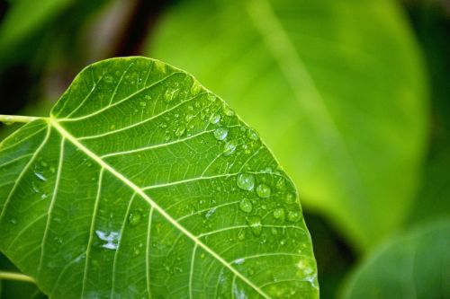 nature plants green