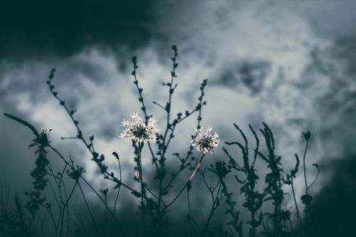 nature plants dark