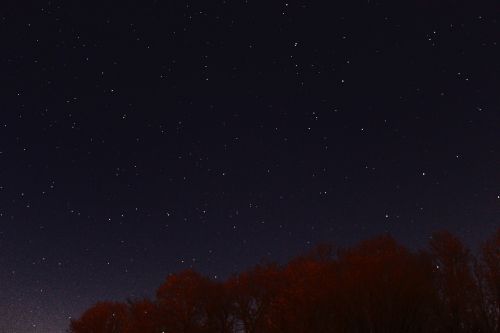 nature trees night