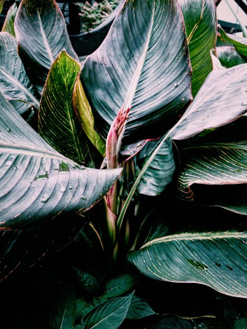 nature plants leaves