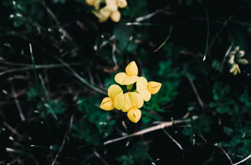 nature plants flowers