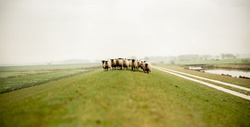 nature grass animals