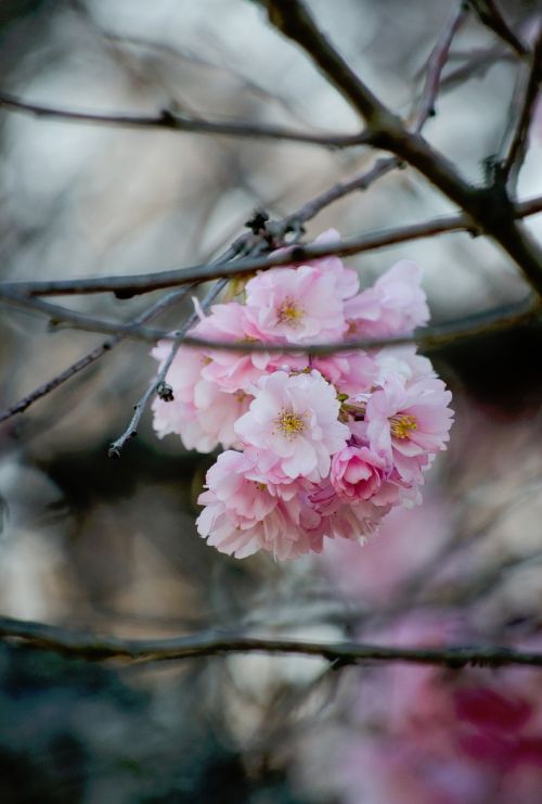 nature plants branches