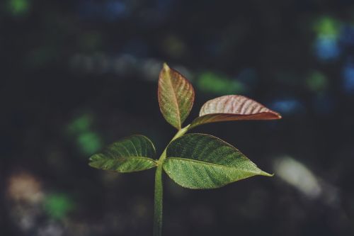 nature plant leaves