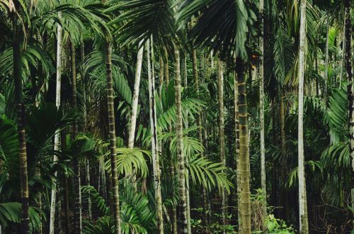 nature trees plants