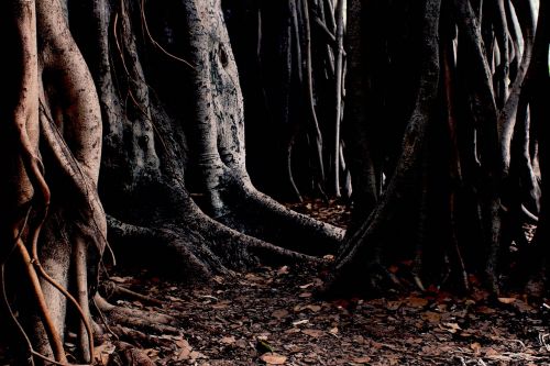 nature woods trees