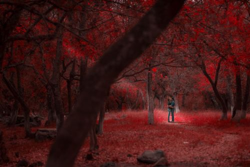 nature forest trees