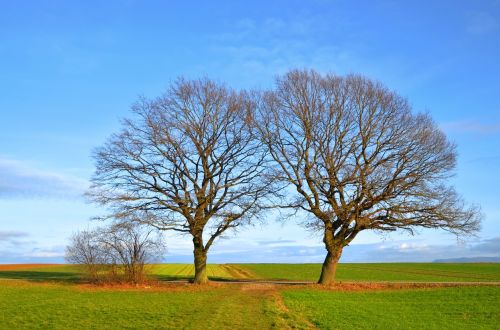 nature trees landscape