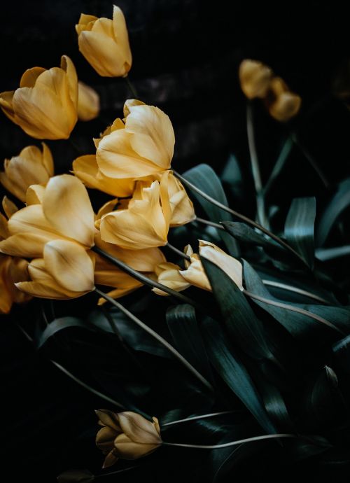 nature plant flowers