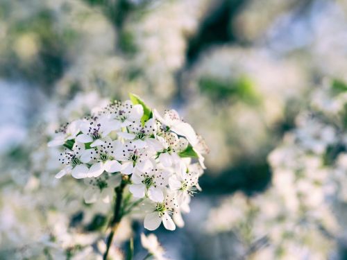 nature flowers petals