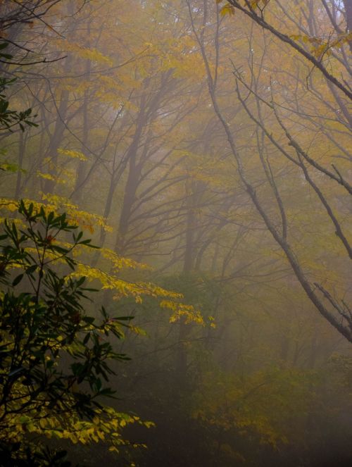 nature forest trees