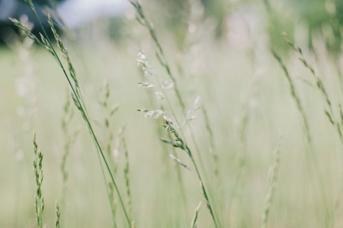 nature leaves green