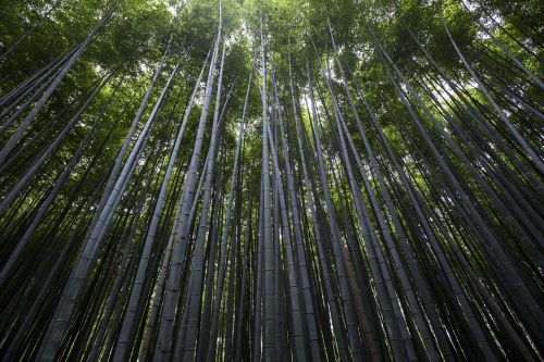 nature landscape woods