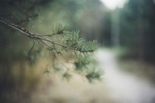 nature landscape leaves