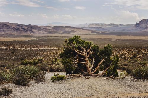 nature landscape trees