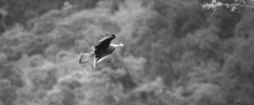 nature black and white flying bird