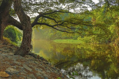 nature landscape trees