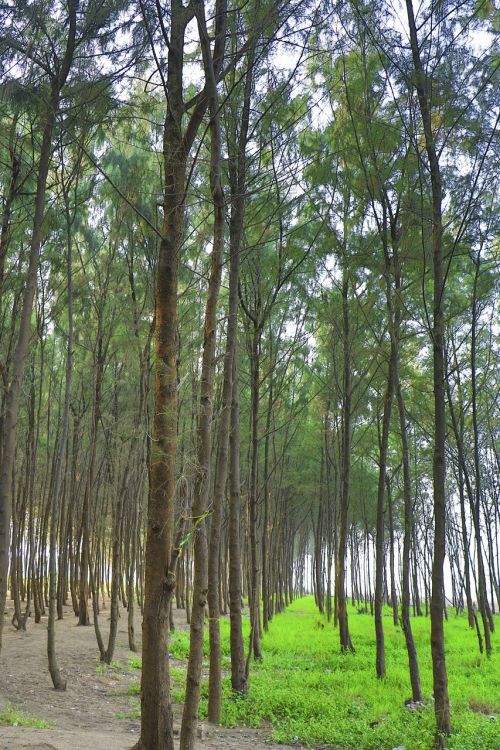 nature leaves trees