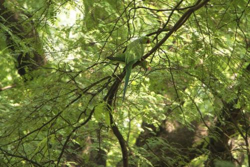 nature landscape trees