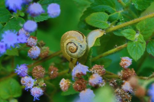 nature landscape snail