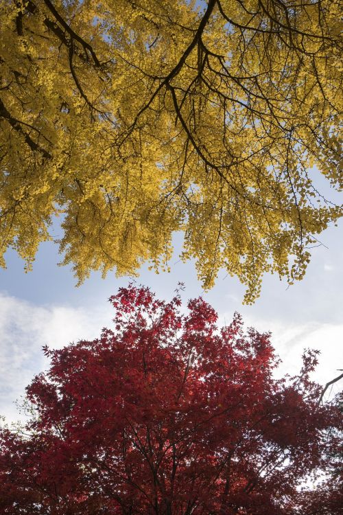 nature trees leaves