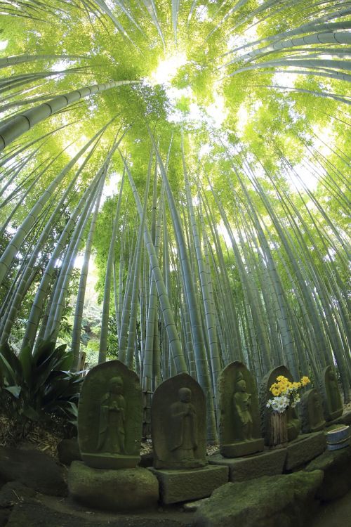 nature leaves green