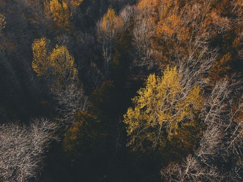 nature landscape woods