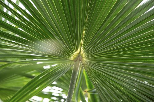 nature landscape leaves