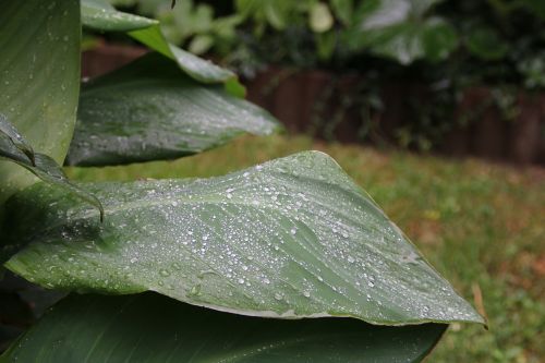 nature leaf raindrop