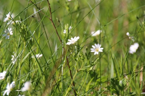 nature green meadow