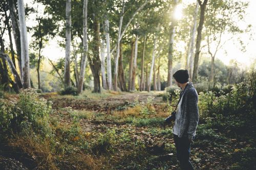 nature landscape trees