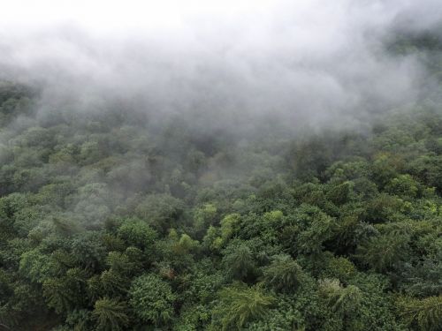 nature landscape woods