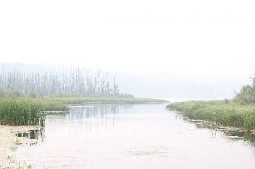 nature landscape trees