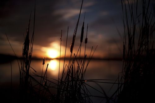 nature sunset grass