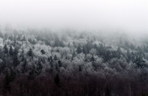 nature landscape woods