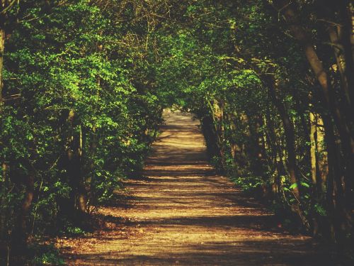 nature landscape woods