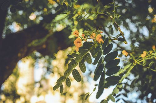 nature leaves green