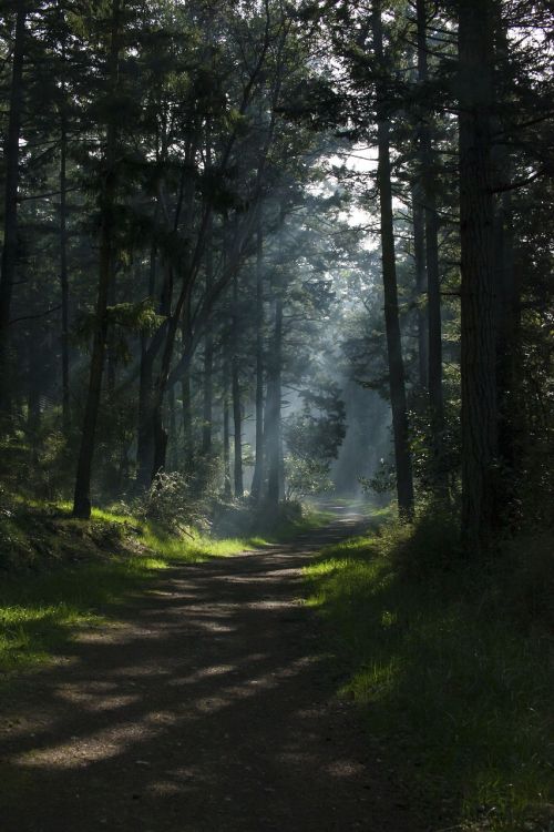 nature woods forest