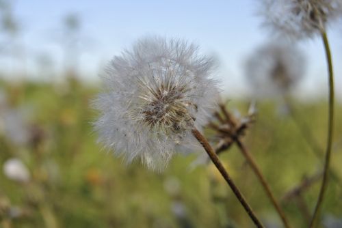 nature dandelion summer