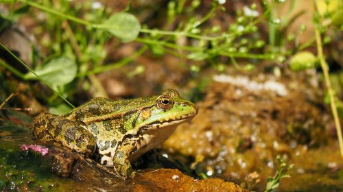 nature amphibians frog