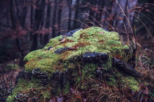 nature landscape forest