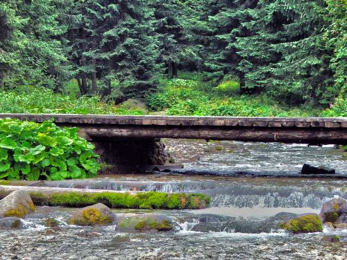 nature footbridge water