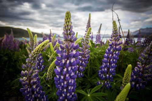 nature plants field