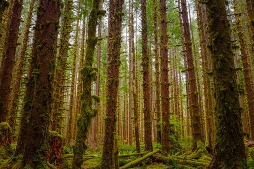 nature landscape woods