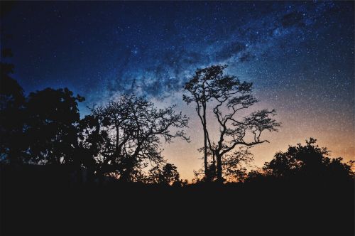 nature landscape trees