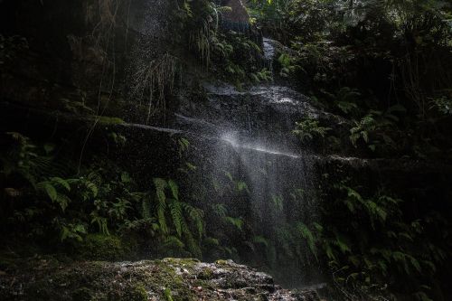 nature forest woods