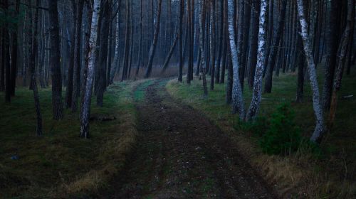 nature landscape forest