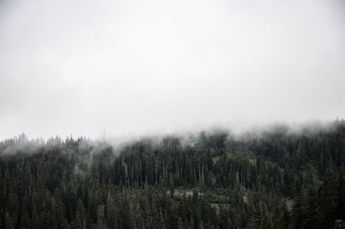 nature landscape trees